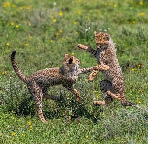 pair of wild young cheetahs frolicking in wild meadow with wildflowers
