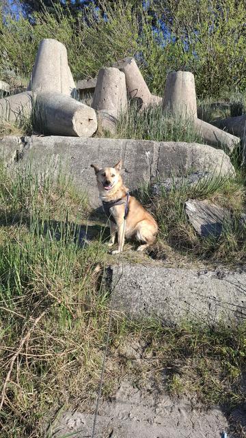 Small sable mutt with pointy ears, sitting up on some rocks.