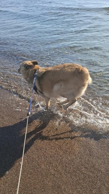 Same dog having zoomies at the beach. Late afternoon hours.