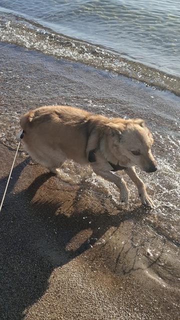 Zoomies at the beach pt. 2