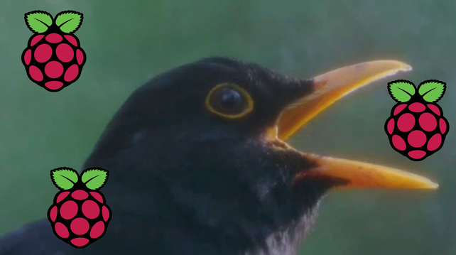 A still of a blackbird from the hebrideanwild YouTube channel, which shows the blackbird mid-song but looks kind of like the bird reacting to something cool, so we've added some Raspberry Pi logos around him. Fun fact: they love berries too.