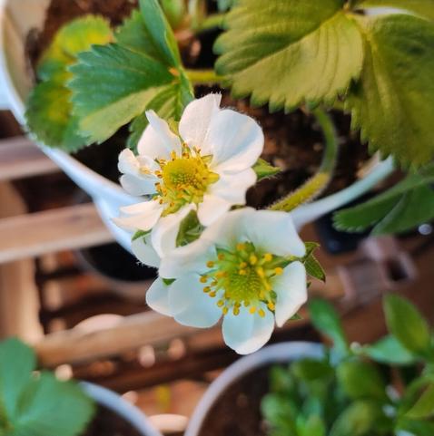 strawberry blossoms