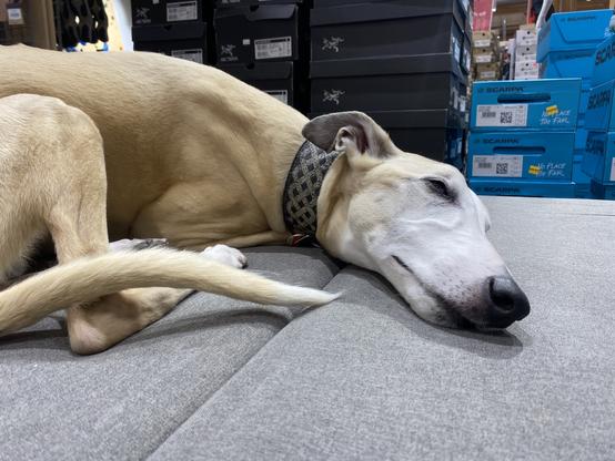 A dog — either a greyhound or whippet — with its head laying on a padded wife of furniture. Their eyes are half closed, suggesting they’re either sleepy or very much at peace.