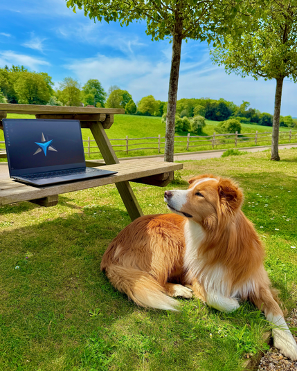 Star Labs Systems fluffy brown dog sitting on grass, looking at star labs systems laptop.