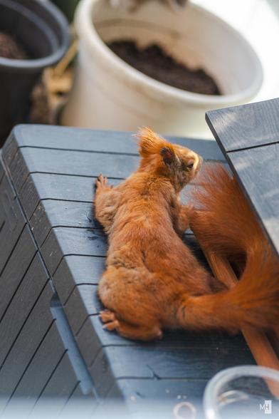 Ein rotes Eichhörnchen liegt flach auf einr kühlenden Oberfläche.