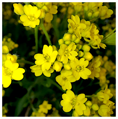 The image features a close-up view of a cluster of bright yellow flowers. The flowers have five petals each, with a central cluster of stamens. The petals are slightly ruffled at the edges, and the flowers are densely packed together, creating a vibrant and lush appearance. Some buds are visible, indicating that more flowers are yet to bloom. The background is dark, which contrasts with the bright yellow of the flowers, making them stand out prominently. The stems and leaves are green, adding to the natural and organic feel of the image. The overall composition is a celebration of the beauty and detail of these small, yet striking, flowers.

Provided by @altbot, generated privately and locally using Ovis2-8B