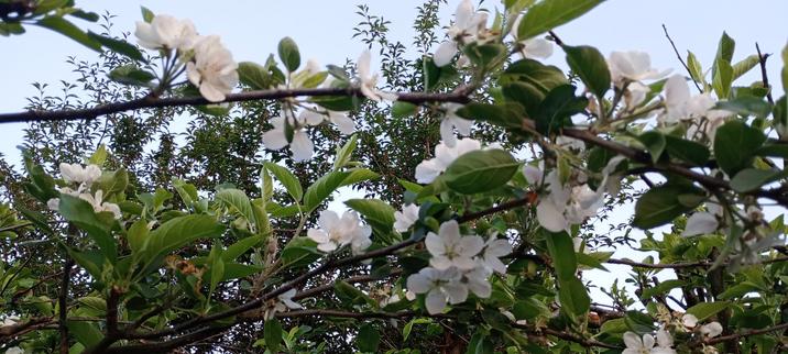 Apple blossom
