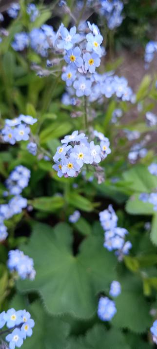 Forget me nots