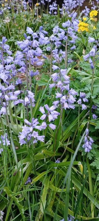 Spanish bluebells