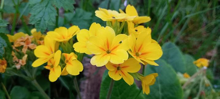 Primula yellow