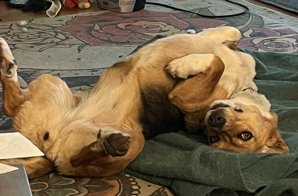 A tricolor beagle lies on her back on a green blanket. Her back legs are splayed out. Her front paws are curled in either side of her chest. She looks saucily into the camera.