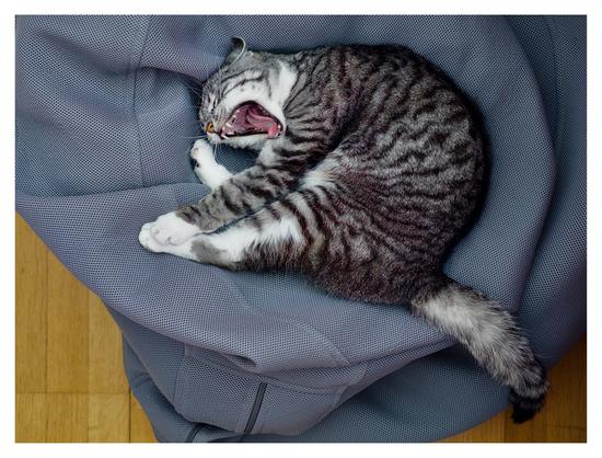 Katten Sonja ligger på sidan på en grå säck och gäspar. Svansen hänger ut mot parkettgolvet.