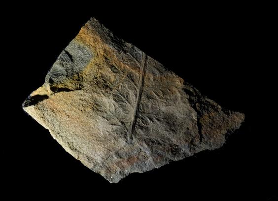 Close-up photograph of a piece of shale rock with a fossil leaf on the flat top surface. It has a central stem and pairs of side branches. Photographed on a black background with low angle light to enhance the delicate  fossil