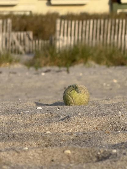 A tennis ball at rest in the sand. The blurred background is of hurricane fence and dune grass