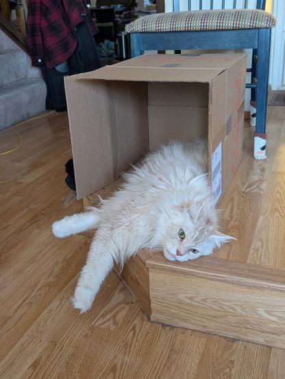 A white maine coon cat lays on the floor partly in a box that is on its side.  In the background there is a blue chair wearing socks that look like cat paws.