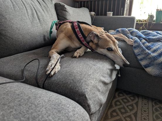 Fawn colored greyhound on our grey couch