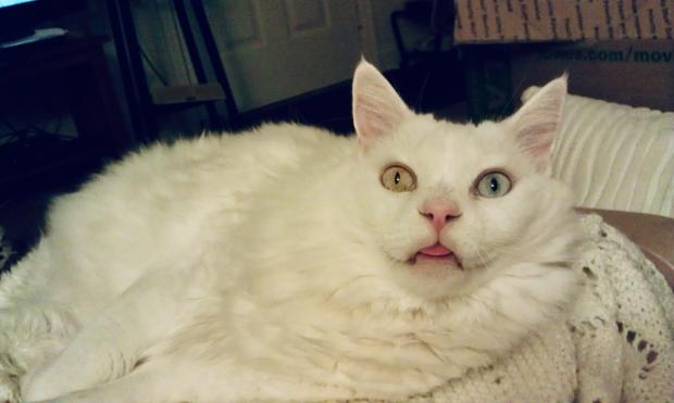 A fluffy white cat with striking heterochromia – one amber eye and one blue eye – stares directly at the camera with a hilariously bewildered expression. The cat's wide, startled eyes give it a surprised look, while its small pink tongue awkwardly pokes out from between its lips in an adorable blep. The cat's ears are perked up in alert confusion, adding to its comically startled appearance. Resting on what appears to be a light-colored textured blanket, the cat's pure white fur contrasts with the dimly lit indoor background. The combination of mismatched eyes, shocked expression, and the tiny tongue sticking out creates an endearingly derpy and slightly confused appearance.