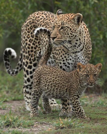 wild leopard mom and baby