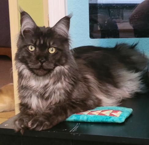 Grayson the Maine Coon cat sitting on a computer desk facing the viewer. He is making direct eye contact with his front paws together in front of him. He looks like he’s asking, “How are you?”