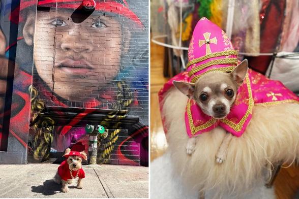 NYC dogs are recreating celebs' Met Gala looks at this year's Pet Gala