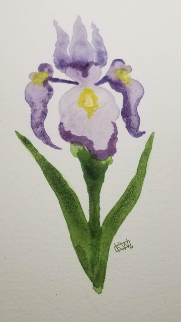 Watercolor iris in full bloom.
