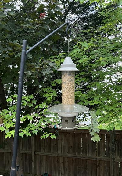 Photo of a bird feeder hanging on a pole. No birds. Just a feeder that is the “squirrel buster” brand.