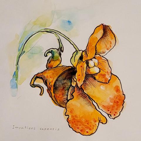 An orange flower in watercolor and ink.