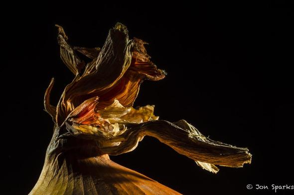 Against a black background, close-up of the top of an onion, with dry, crinkly, remnants of the stem, with complex illumination from behind and both sides.