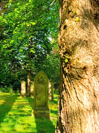 A tree trunk in the foreground on the right, out of focus. A gravestone can be seen behind it. It is pointed at the top. Behind it are a few more. The small cemetery is bordered by tall, green trees. The sun falls on the cemetery, the gravestone in front casts a long shadow in my direction.