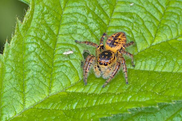 A brown and black jumping spider on a green leaf