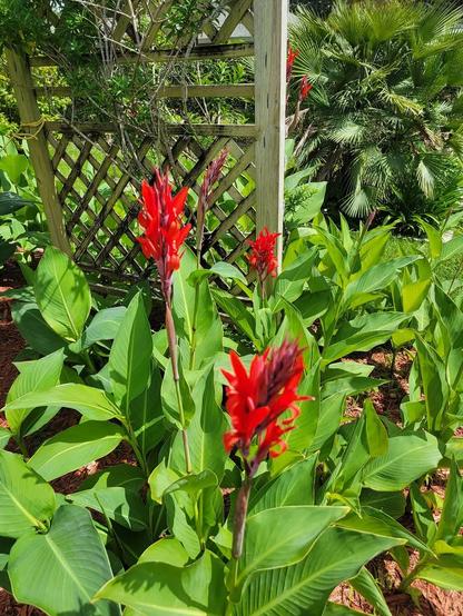 New Lilies in bloom with Perotis Palm Tree as a backdrop.
My Garden Photo, E. Coast.

#Silentsunday
#sunday
#sundayvibes
#photography
#mygardenphotography
