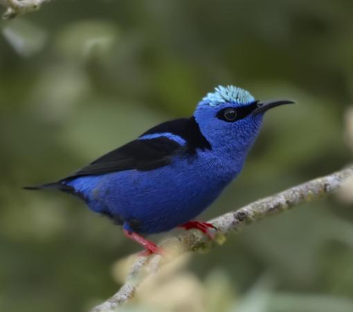 A stunning deep blue bird with a light blue cap and black wings to match his black mini-mask sits perched on a branch. The downcurved black bill and bright red legs reveals that this is the male Red-legged Honeycreeper. Panama. April 2025. Photo by Peachfront.