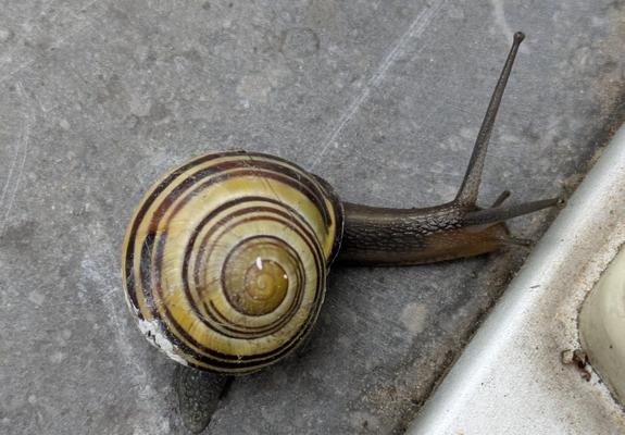 a dark brown snail with its eye stalks erect, its shell a spiral of brown lines on a beige-yellow background