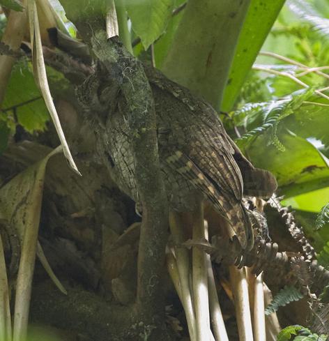 A thick brown branch with some smaller branches coming off it hosts a secret. A squint reveals that the "bark" is the plumage of a very round snoozing screech owl. The eye nearest the viewer is very very slightly slitted open. Species is Tropical Screech Owl although this photo doesn't show the tell-tale black facial marking because of the nodding sleepyhead.... Panama. April 2025. Photo by Peachfront.