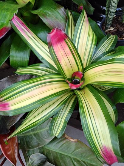 A bromeliad plant with green and gold striped leaves and magenta coloration markings.