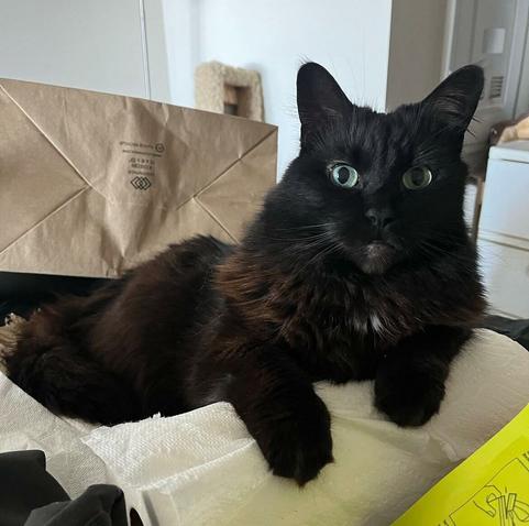another photo of alicia's cat fluffy black cat garnet who has big bright green eyes. she is laying on a paper towel roll with a large paper bag behind her
