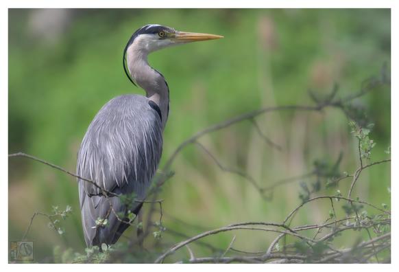 a grey heron perched in a tree