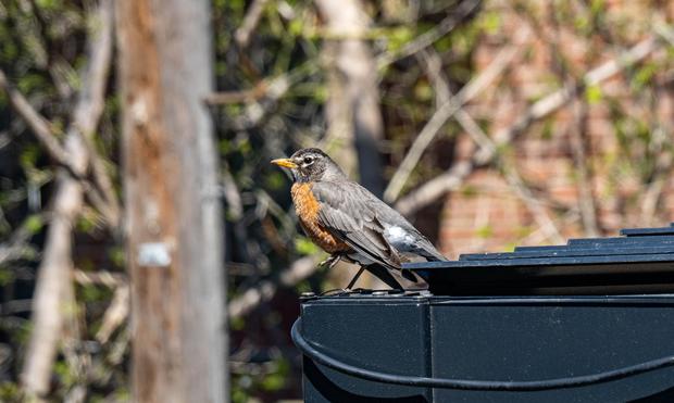 The profile of an American robin on the top corner of a black pergola. The bird is standing on one foot, the other one higher up, looking noble in the sun