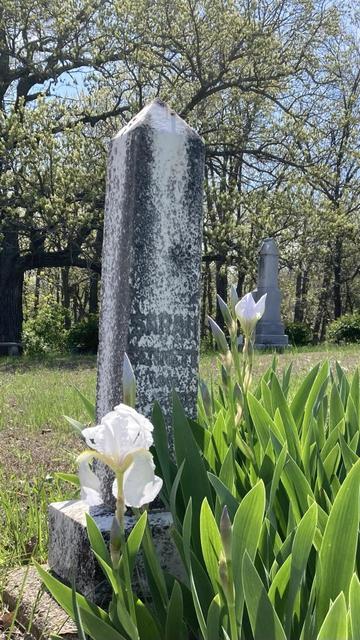 A patch of self-maintaining white irises that are just beginning to bloom.  Amid the irises is a marble obelisk-style gravestone that bears the name “Sarah.”   A few scattered gravestones in the background.  This small cemetery was in active use from the 1860s to the 1980s, but only 9 of 67 graves are from after 1950.