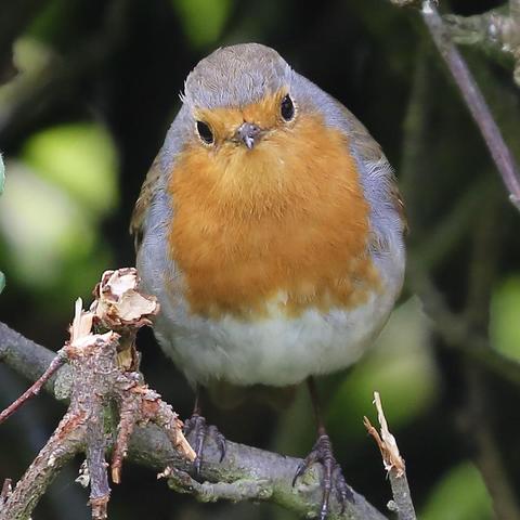 A Robin sitting in a bush near a seed tray watching what I am doing