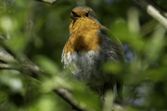A robin singing from a branch in the trees.