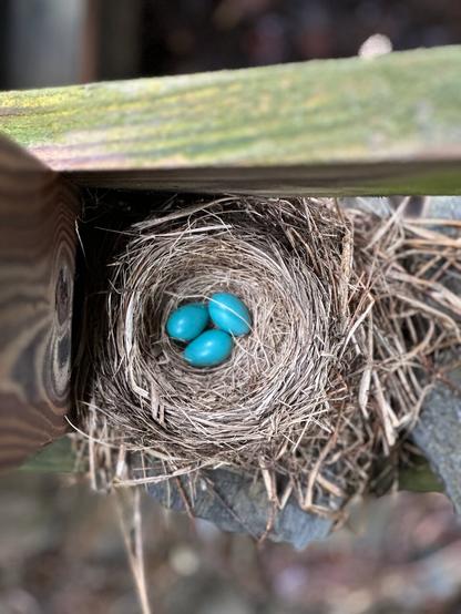 a robin's nest with 3 blue eggs.