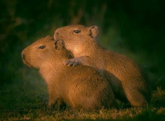 Pair of cute capybaras