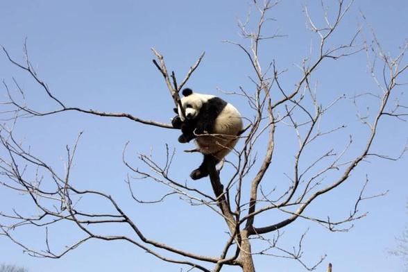 A panda in a tree