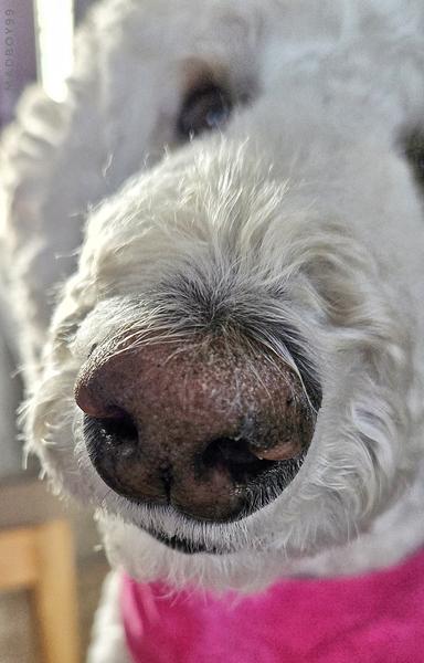 Bella the white Royal Poodles' snout in full glory. Can be seen is her snout and part of the rest of her pretty head. She is wearing a bright pink scarf. Her eyes are out of focus.
