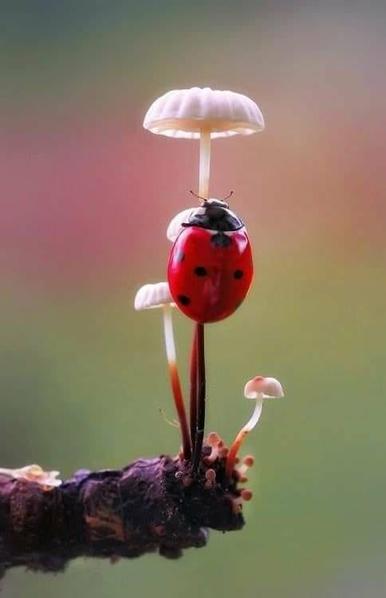 Ladybug on a mushroom