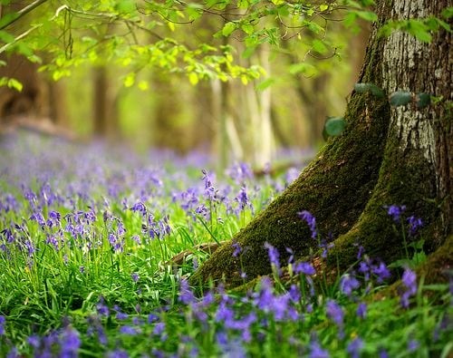 Tree with small purple flowers around it