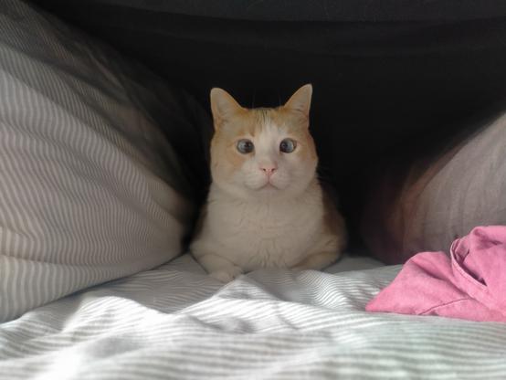 Fariña, orange and white cat, sitting on a bed inside a makeshift cave made of a blanket and two pillows. He's staring at the camera with his genuine intense look