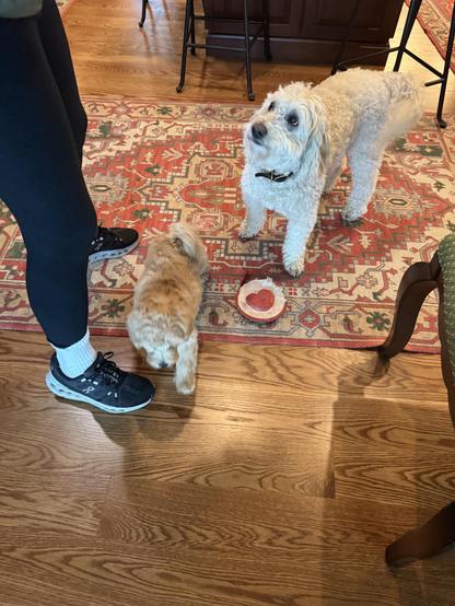 A curly haired white dog looks up at a person with apparent disgust as a puppy walks in front of her. She is standing on a red oriental rug.