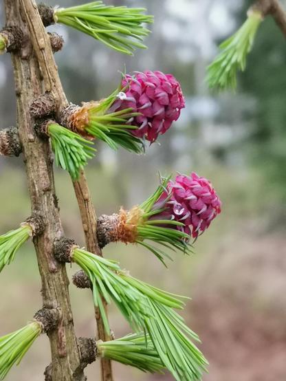 Kaksi vaalean violettista käpymäistä kukkaa ja vihreitä neulasen alkuja lehtikuusessa.
